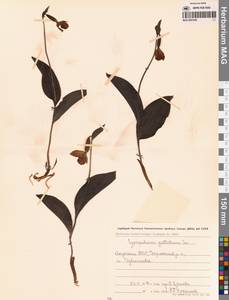 Cypripedium guttatum Sw., Siberia, Yakutia (S5) (Russia)