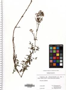Galium boreale L., Eastern Europe, Middle Volga region (E8) (Russia)