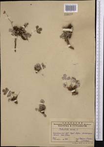Potentilla nivea L., Middle Asia, Pamir & Pamiro-Alai (M2) (Tajikistan)