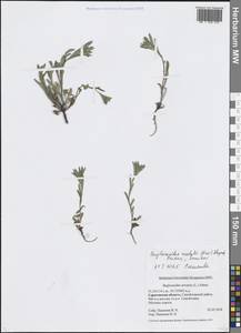 Buglossoides rochelii (Friv.) Stoyanov, Mátis & Sennikov, Eastern Europe, Lower Volga region (E9) (Russia)