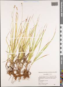 Carex accrescens Ohwi, Siberia, Russian Far East (S6) (Russia)