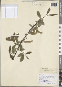 Salix alba L., Caucasus, North Ossetia, Ingushetia & Chechnya (K1c) (Russia)