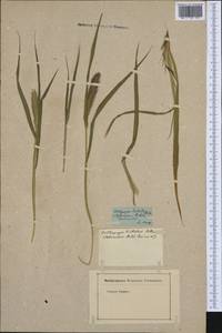 Oplismenus undulatifolius (Ard.) Roem. & Schult., Botanic gardens and arboreta (GARD) (France)