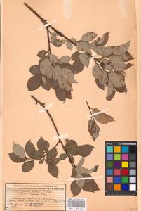 Salix caprea × lapponum, Eastern Europe, Moscow region (E4a) (Russia)