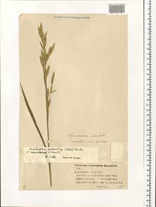 Bromus catharticus Vahl, Eastern Europe, Central forest region (E5) (Russia)