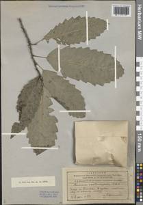 Quercus castaneifolia C.A.Mey., Caucasus, Azerbaijan (K6) (Azerbaijan)