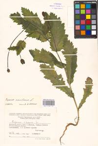 Papaver somniferum L., Eastern Europe, Moscow region (E4a) (Russia)