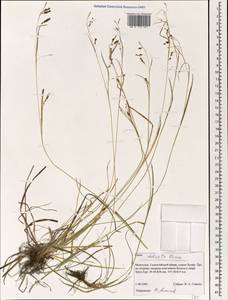 Carex delicata C.B.Clarke, Mongolia (MONG) (Mongolia)