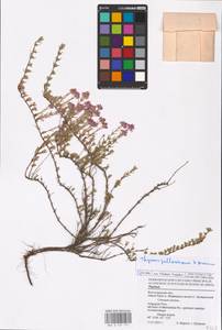 MHA 0 157 271, Thymus pallasianus Heinr.Braun, Eastern Europe, Lower Volga region (E9) (Russia)