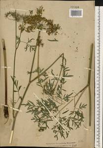 Thysselinum palustre (L.) Hoffm., Eastern Europe, Central region (E4) (Russia)