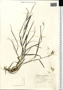 Hordeum murinum L., Eastern Europe, Central region (E4) (Russia)