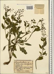 Scrophularia variegata M. Bieb., Caucasus, Armenia (K5) (Armenia)