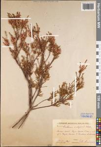 Calluna vulgaris (L.) Hull, Eastern Europe, Northern region (E1) (Russia)