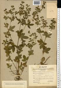 Potentilla norvegica L., Eastern Europe, Moscow region (E4a) (Russia)