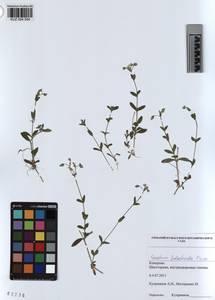 KUZ 004 554, Cerastium holosteoides Fries emend. Hyl., Siberia, Altai & Sayany Mountains (S2) (Russia)