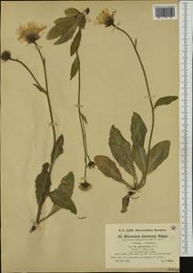 Hieracium dentatum subsp. subvillosum Nägeli & Peter, Western Europe (EUR) (Austria)