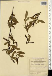 Salix excelsa J.F.Gmel., Caucasus, Azerbaijan (K6) (Azerbaijan)