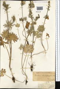 Aconitum rotundifolium Kar. & Kir., Middle Asia, Dzungarian Alatau & Tarbagatai (M5) (Kazakhstan)
