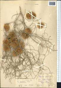 Calligonum setosum (Litv.) Litv., Middle Asia, Karakum (M6) (Turkmenistan)