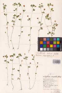 Trifolium dubium Sibth., Eastern Europe, Lower Volga region (E9) (Russia)