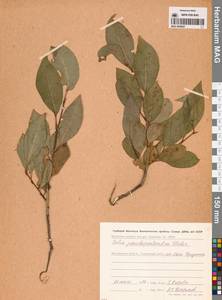 Salix pseudopentandra (Flod.) Flod., Siberia, Chukotka & Kamchatka (S7) (Russia)