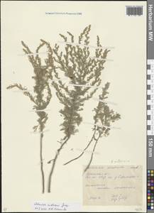 Artemisia austriaca Jacq., Eastern Europe, North Ukrainian region (E11) (Ukraine)