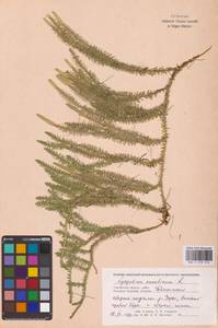 Spinulum annotinum subsp. annotinum, Eastern Europe (no precise locality) (E0)