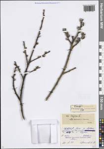 Salix caprea L., Caucasus, North Ossetia, Ingushetia & Chechnya (K1c) (Russia)