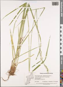 Festuca arundinacea Schreb. , nom. cons., Eastern Europe, North-Western region (E2) (Russia)