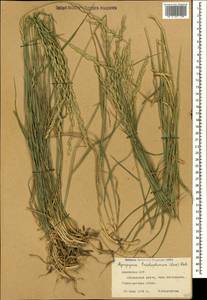 Thinopyrum intermedium subsp. intermedium, Caucasus, Armenia (K5) (Armenia)