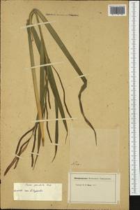 Carex pendula Huds., Western Europe (EUR) (France)