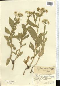 Lepidium chalepense L., Middle Asia, Muyunkumy, Balkhash & Betpak-Dala (M9) (Kazakhstan)