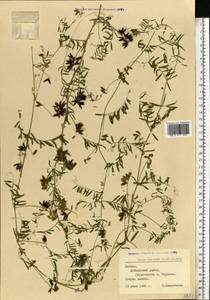 Vicia hirsuta (L.)Gray, Eastern Europe, Latvia (E2b) (Latvia)