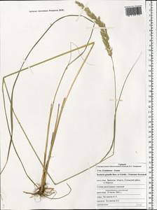 Koeleria pyramidata subsp. pyramidata, Eastern Europe, Western region (E3) (Russia)