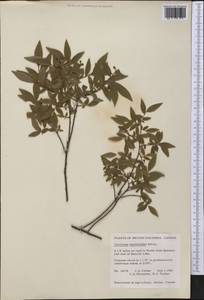 Vaccinium myrtilloides Michx., America (AMER) (Canada)