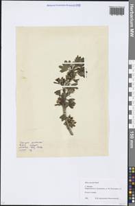 Ribes aureum Pursh, Eastern Europe, Moscow region (E4a) (Russia)