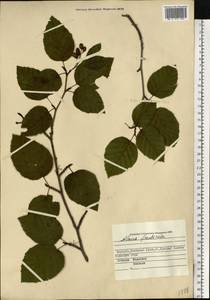 Alnus alnobetula subsp. fruticosa (Rupr.) Raus, Eastern Europe, Northern region (E1) (Russia)