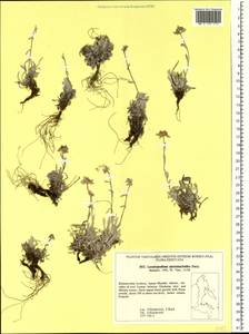 Leontopodium antennarioides Soczava, Siberia, Russian Far East (S6) (Russia)