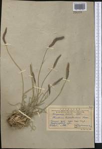 Hordeum brevisubulatum (Trin.) Link, Middle Asia, Pamir & Pamiro-Alai (M2) (Uzbekistan)
