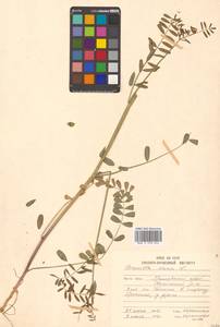 Coronilla varia L., Siberia, Russian Far East (S6) (Russia)