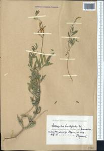 Astragalus brachylobus DC., Middle Asia, Caspian Ustyurt & Northern Aralia (M8) (Kazakhstan)