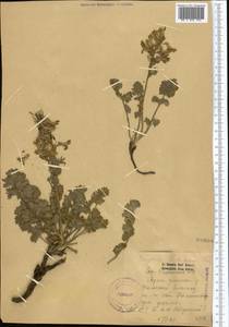 Corydalis gortschakovii Schrenk, Middle Asia, Western Tian Shan & Karatau (M3) (Kazakhstan)