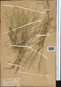 Stipagrostis pennata (Trin.) De Winter, Middle Asia, Syr-Darian deserts & Kyzylkum (M7)