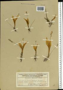 Liparis loeselii (L.) Rich., Eastern Europe, Volga-Kama region (E7) (Russia)