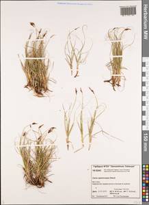 Carex supina var. spaniocarpa (Steud.) B.Boivin, Siberia, Central Siberia (S3) (Russia)