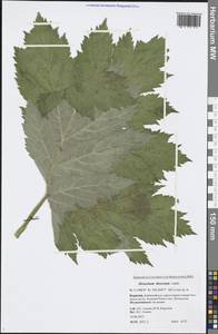 Heracleum dissectum Ledeb., Siberia, Baikal & Transbaikal region (S4) (Russia)