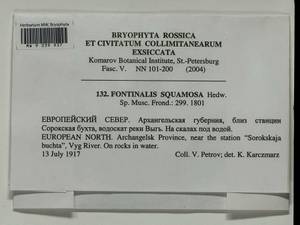 Fontinalis squamosa Hedw., Bryophytes, Bryophytes - European North East (B7) (Russia)