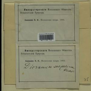 Dicranum scoparium Hedw., Bryophytes, Bryophytes - Moscow City & Moscow Oblast (B6a) (Russia)