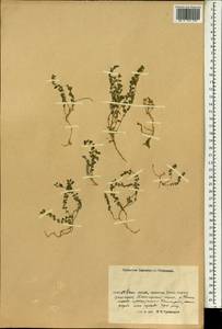 Astragalus, South Asia, South Asia (Asia outside ex-Soviet states and Mongolia) (ASIA) (China)