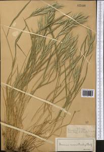 Bromus lanceolatus Roth, Middle Asia, Northern & Central Tian Shan (M4) (Kazakhstan)